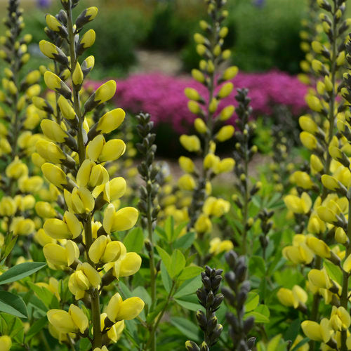 2026 Proven Winners Plants of the Year - Bast Brothers – Bast