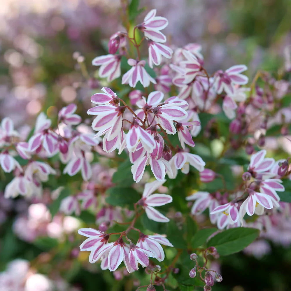 Deer Resistant Plants for the Landscape – Bast Brothers Garden Center