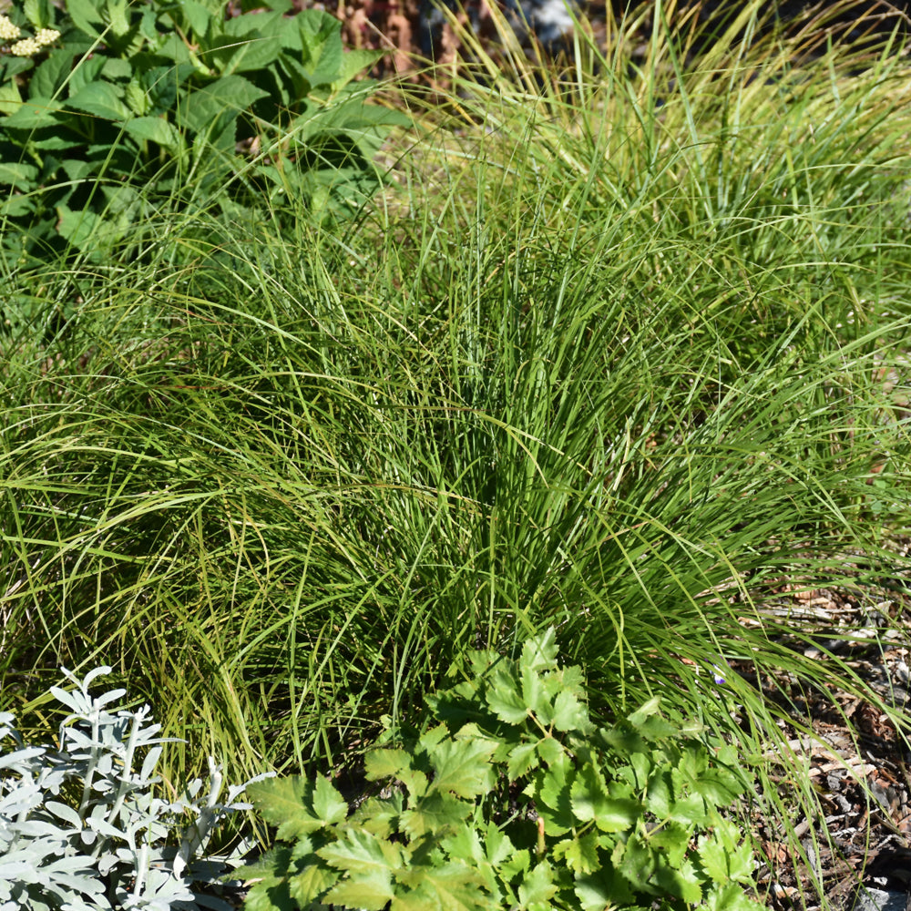 Grass - Carex Pensylvanica