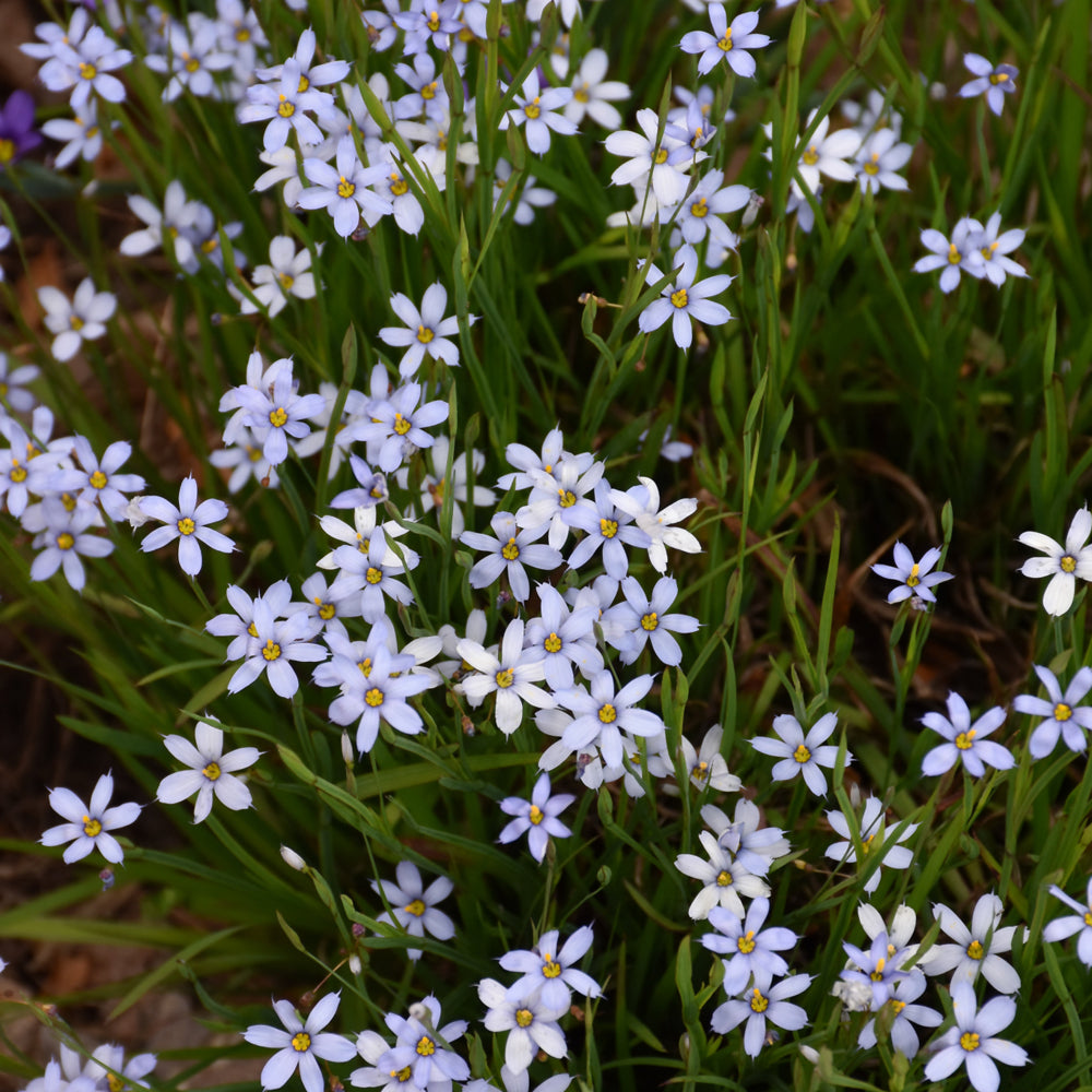 Sisyrinchium Angustifolium (Blue Eyed Grass)