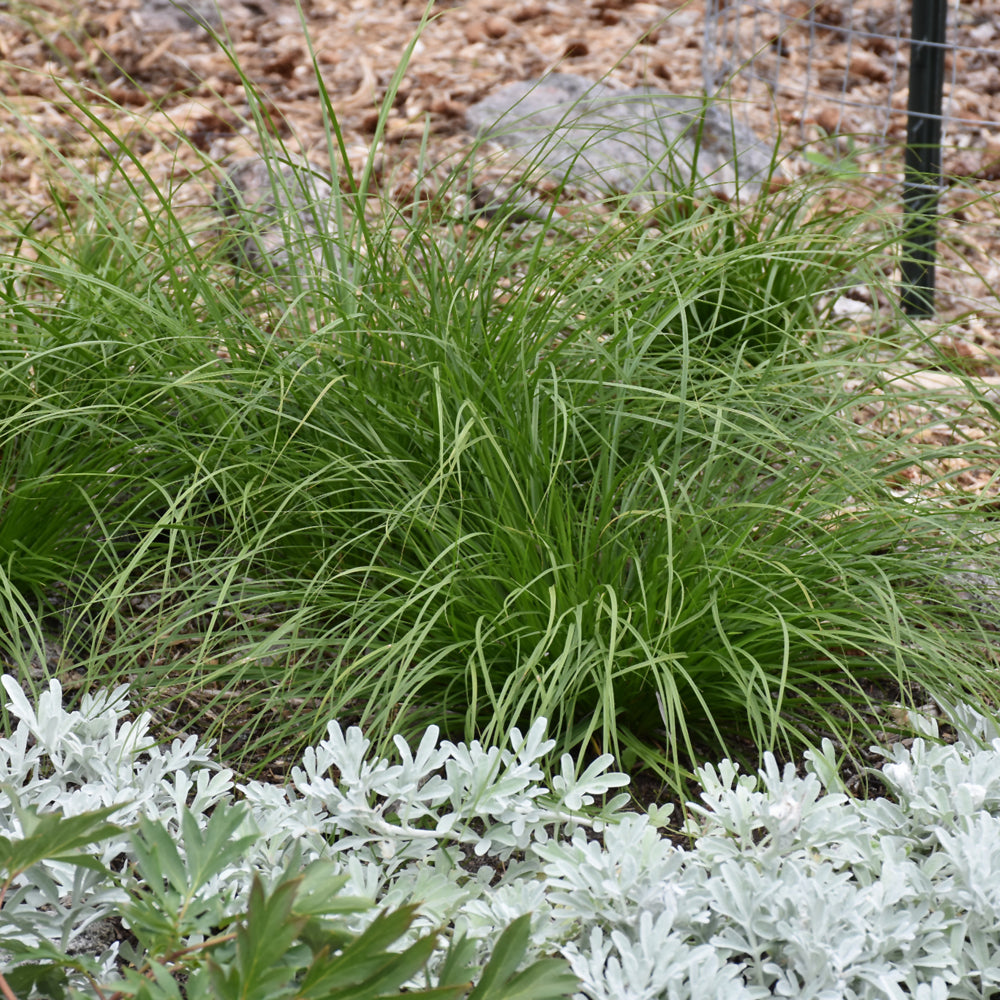 Grass - Carex Appalachia (Appalachian Sedge)