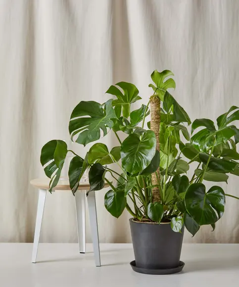 bendable moss pole monstera Mossify 30" Bendable Moss Pole – Bast Brothers Garden Center