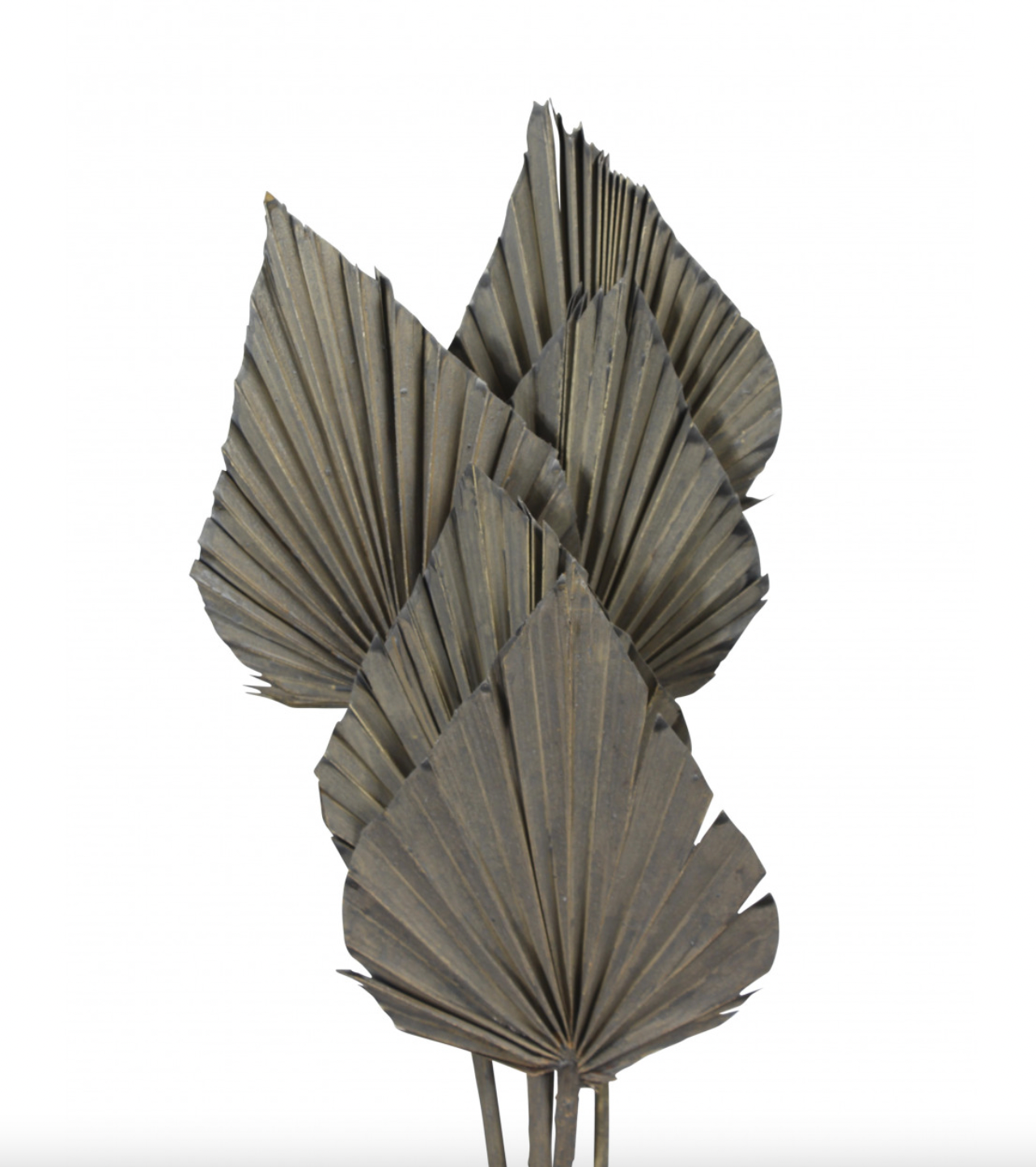 Palm spear - Grey wash - 5 stem