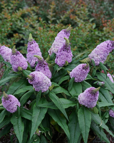 Butterfly Bushes