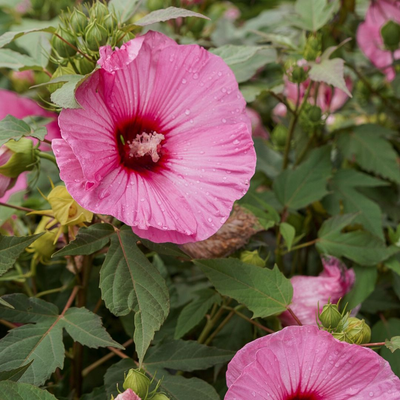 Online Exclusive Plants