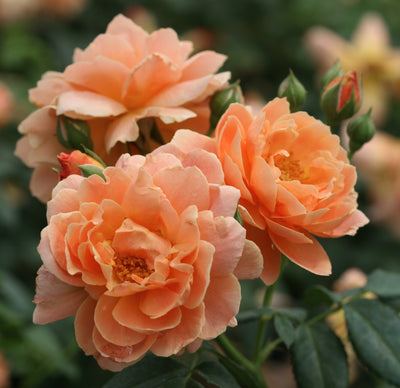 Roses