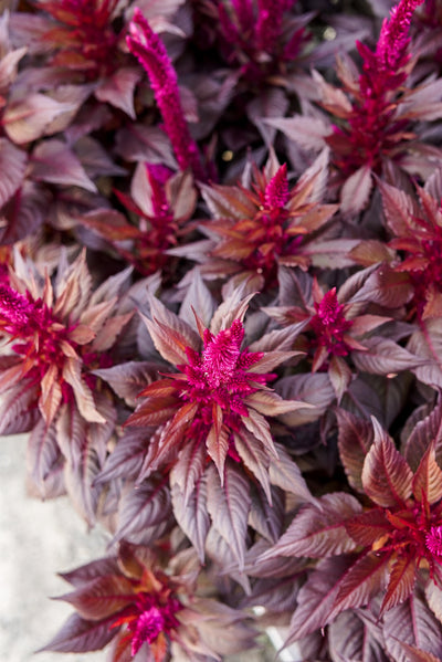 Celosia