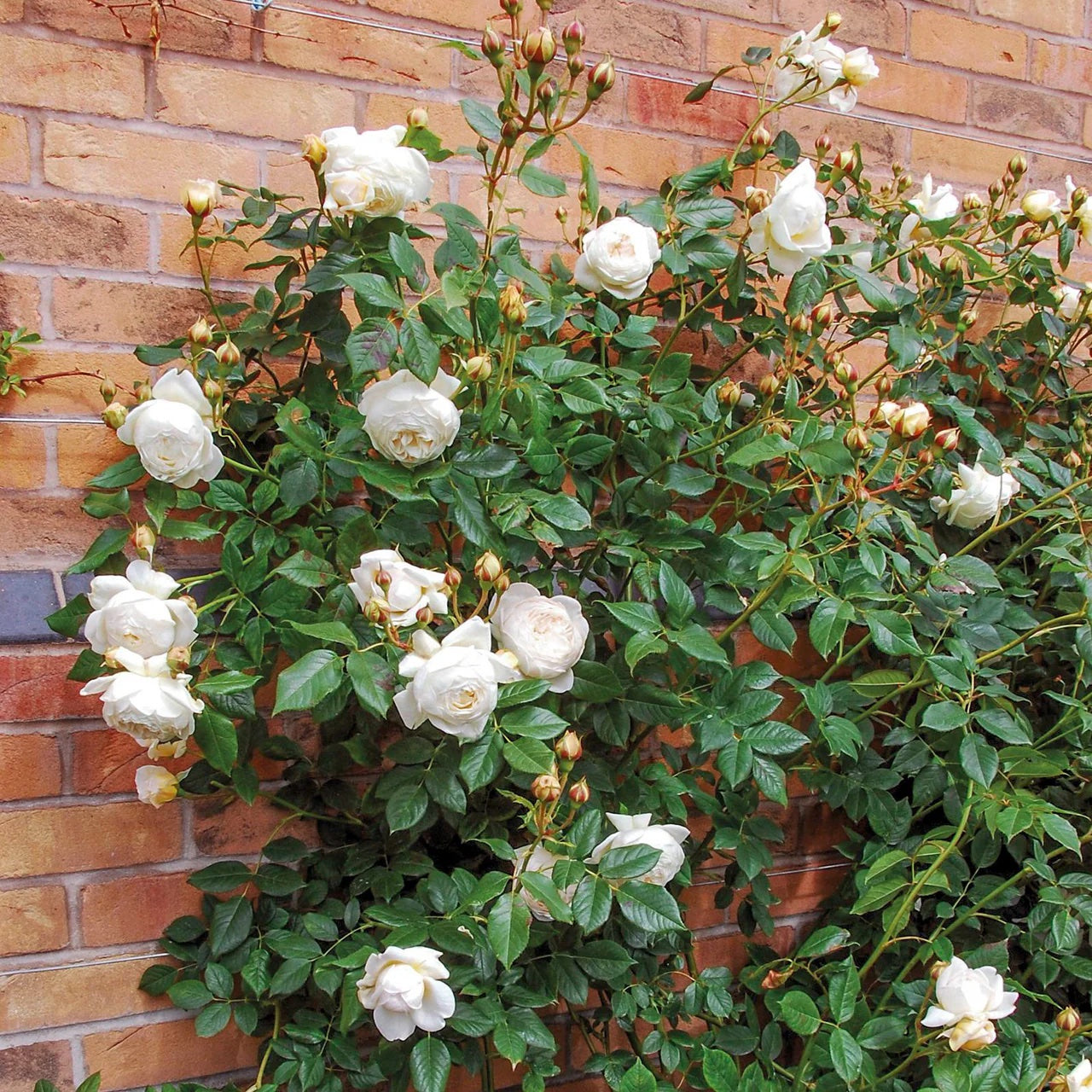 Rose Gardening Essentials – Bast Brothers Garden Center