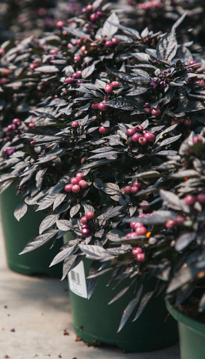 Ornamental Peppers