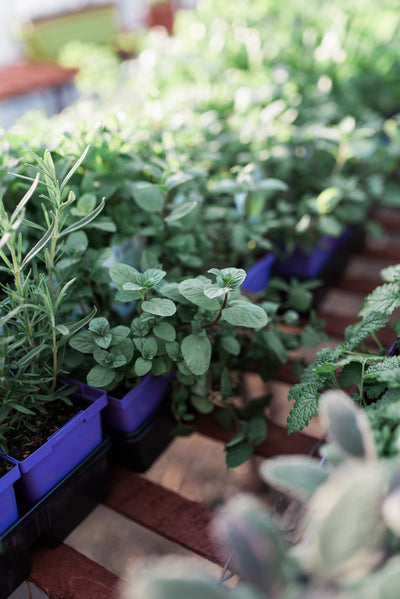 Herbs