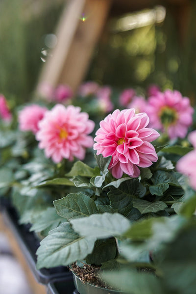 Sun Annuals