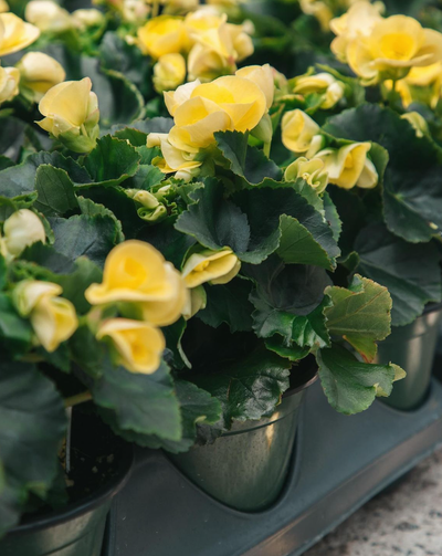 Shade Annuals