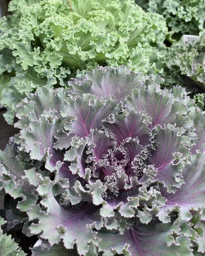 Decorative Cabbage & Kale