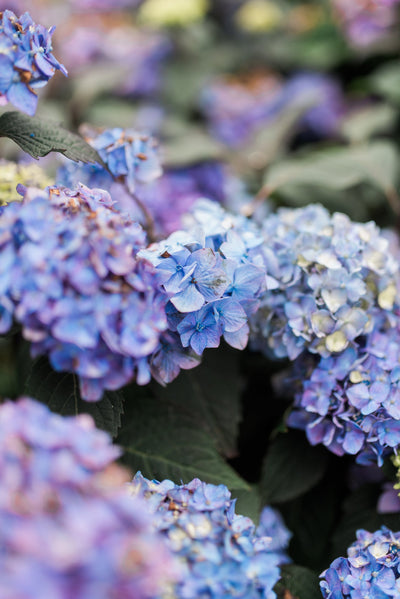 Hydrangeas