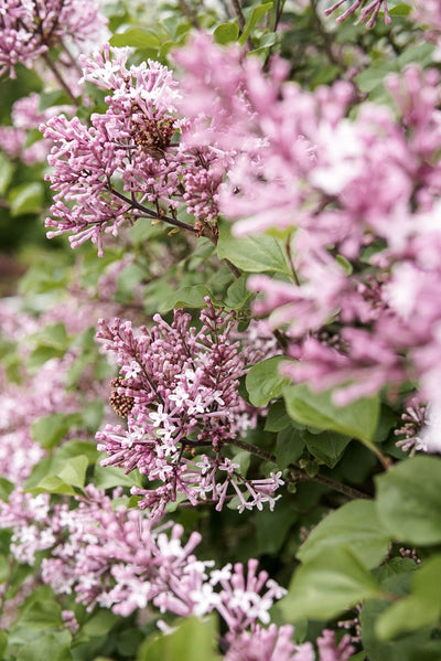 Lilacs