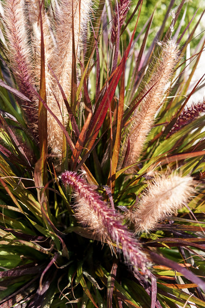 Millet & Grasses