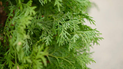 Foundation Shrubs