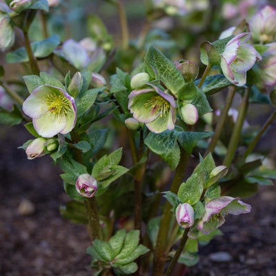 Perennials