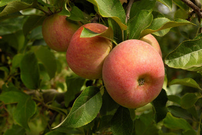 Fruit Trees & Bushes