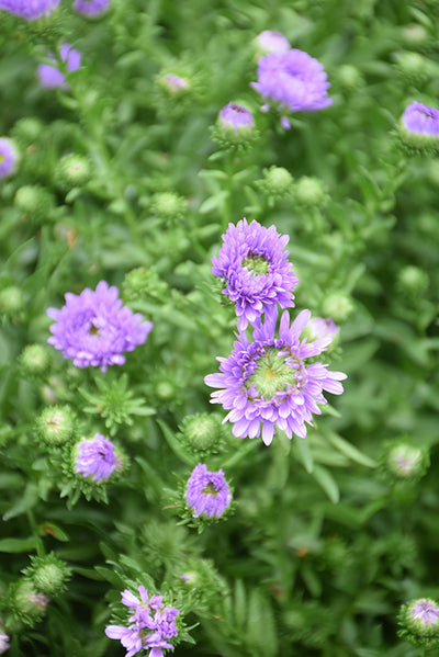 Aster