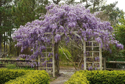 Vines