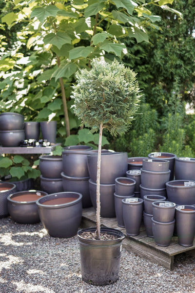 Leyland Cypress #10 Patio Globe