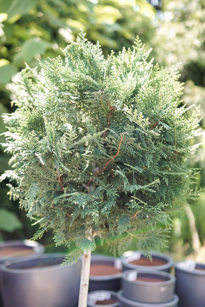 Leyland Cypress #10 Patio Globe