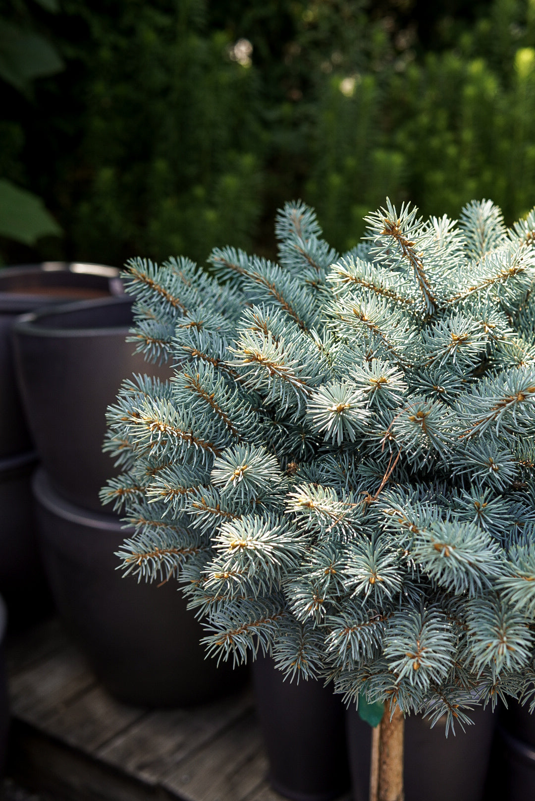 Spruce Globosa Standard #10
