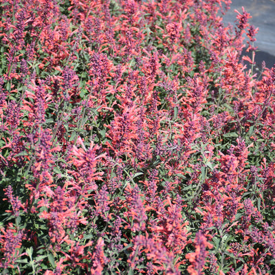 Agastache 'Kudos Coral' #1.5C