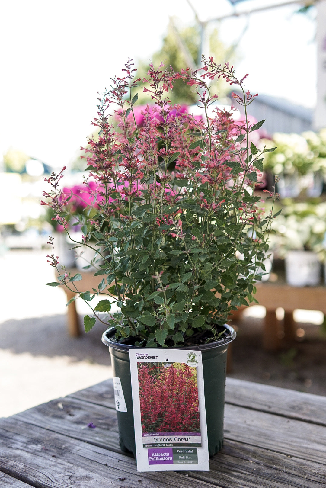 Agastache 'Kudos Coral' #1.5C