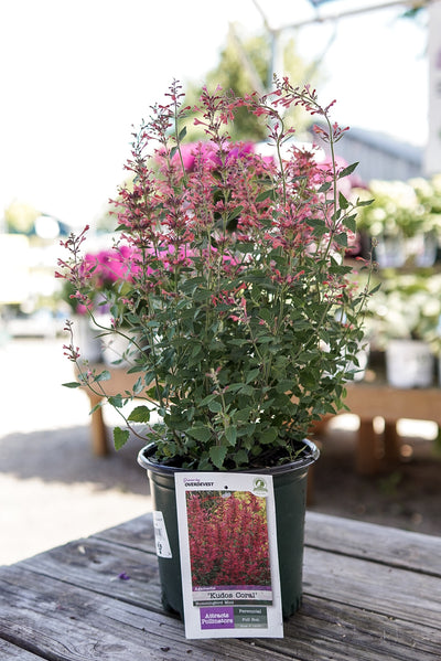 Agastache 'Kudos Coral' #1.5C