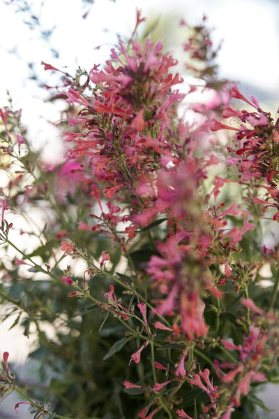 Agastache 'Kudos Coral' #1.5C