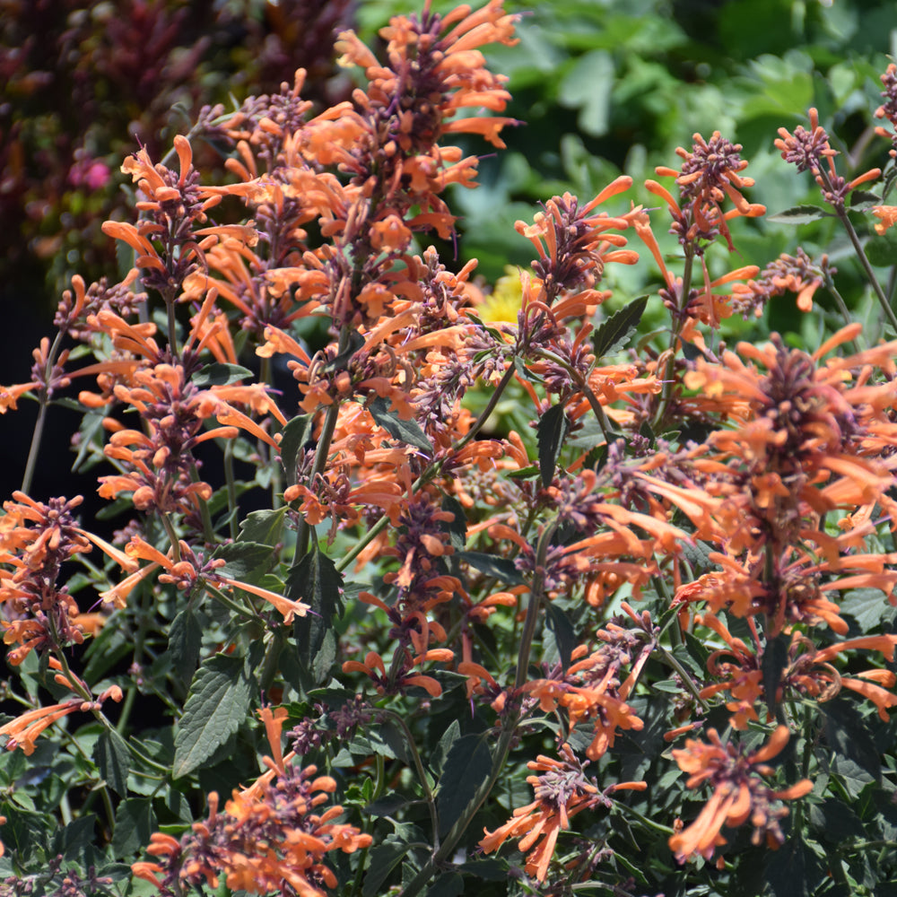 Agastache 'Kudos Mandarin' #1.5C