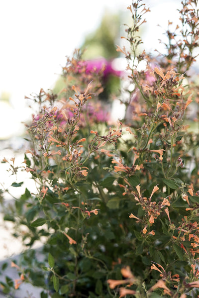Agastache 'Kudos Mandarin' #1.5C
