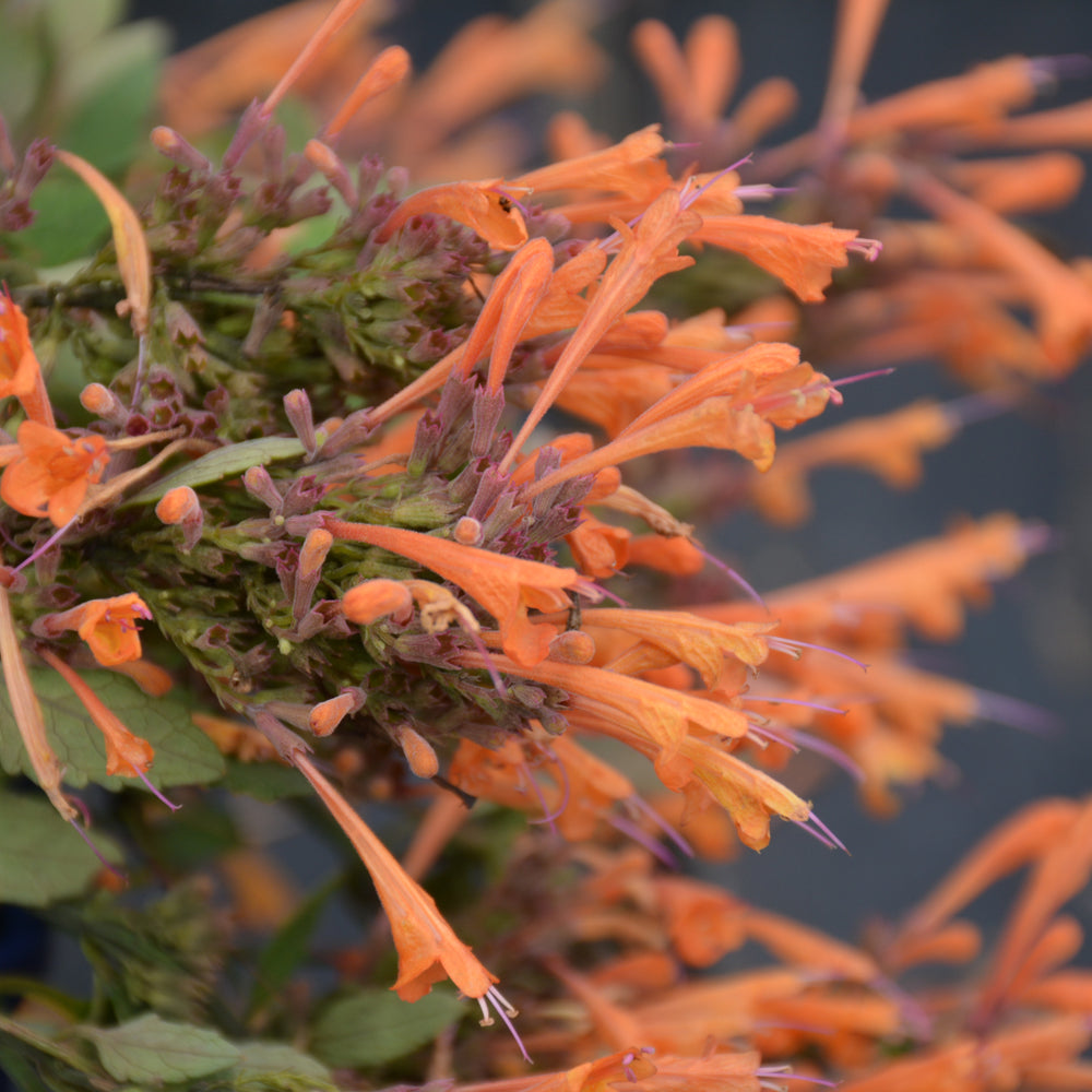 Agastache 'Kudos Mandarin' #1.5C