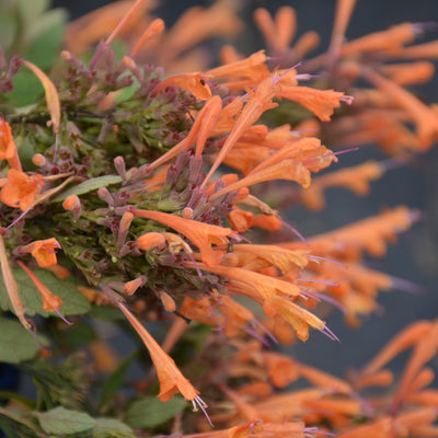 Agastache 'Kudos Mandarin' #1.5C