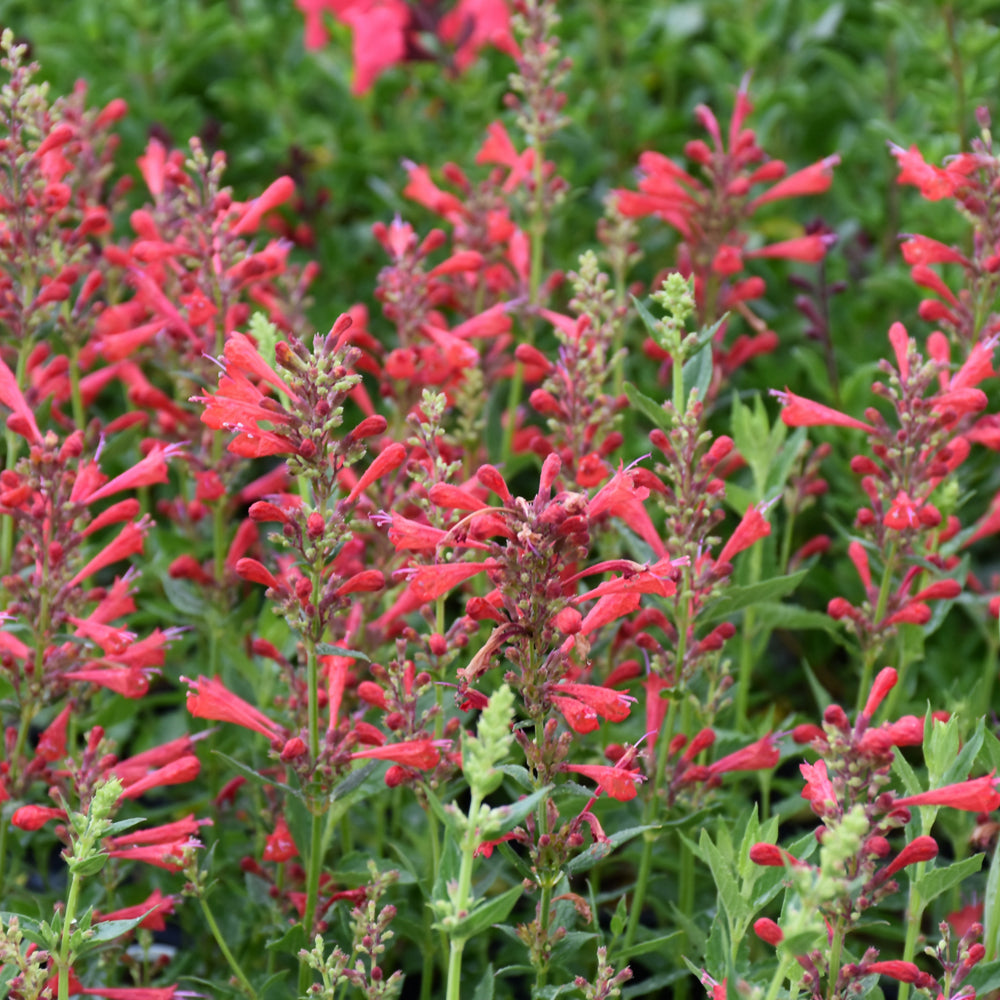 Agastache 'Kudos Red' Promo #1.5C