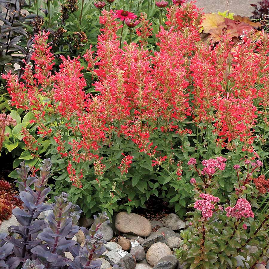 Agastache 'Kudos Red' Promo #1.5C