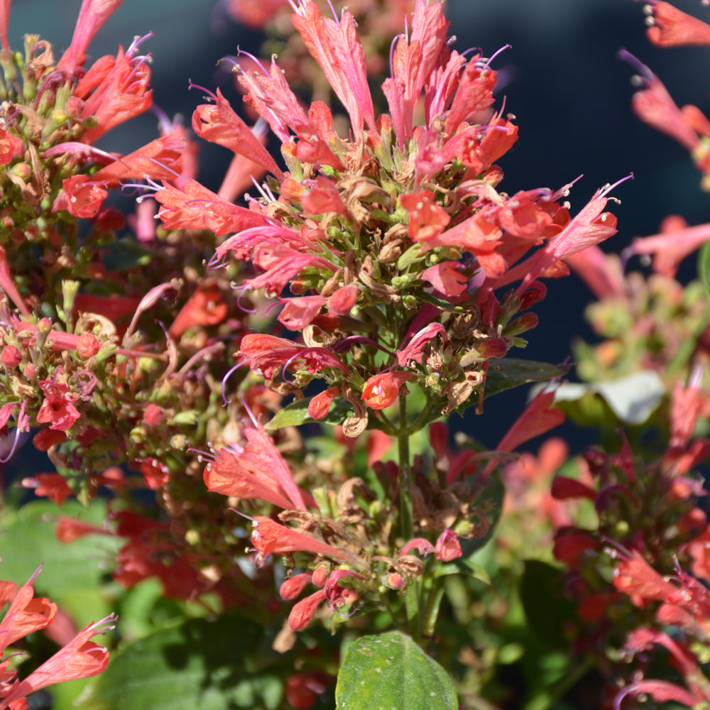 Agastache 'Kudos Red' Promo #1.5C