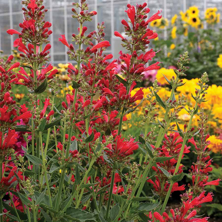 Agastache 'Kudos Red' Promo #1.5C