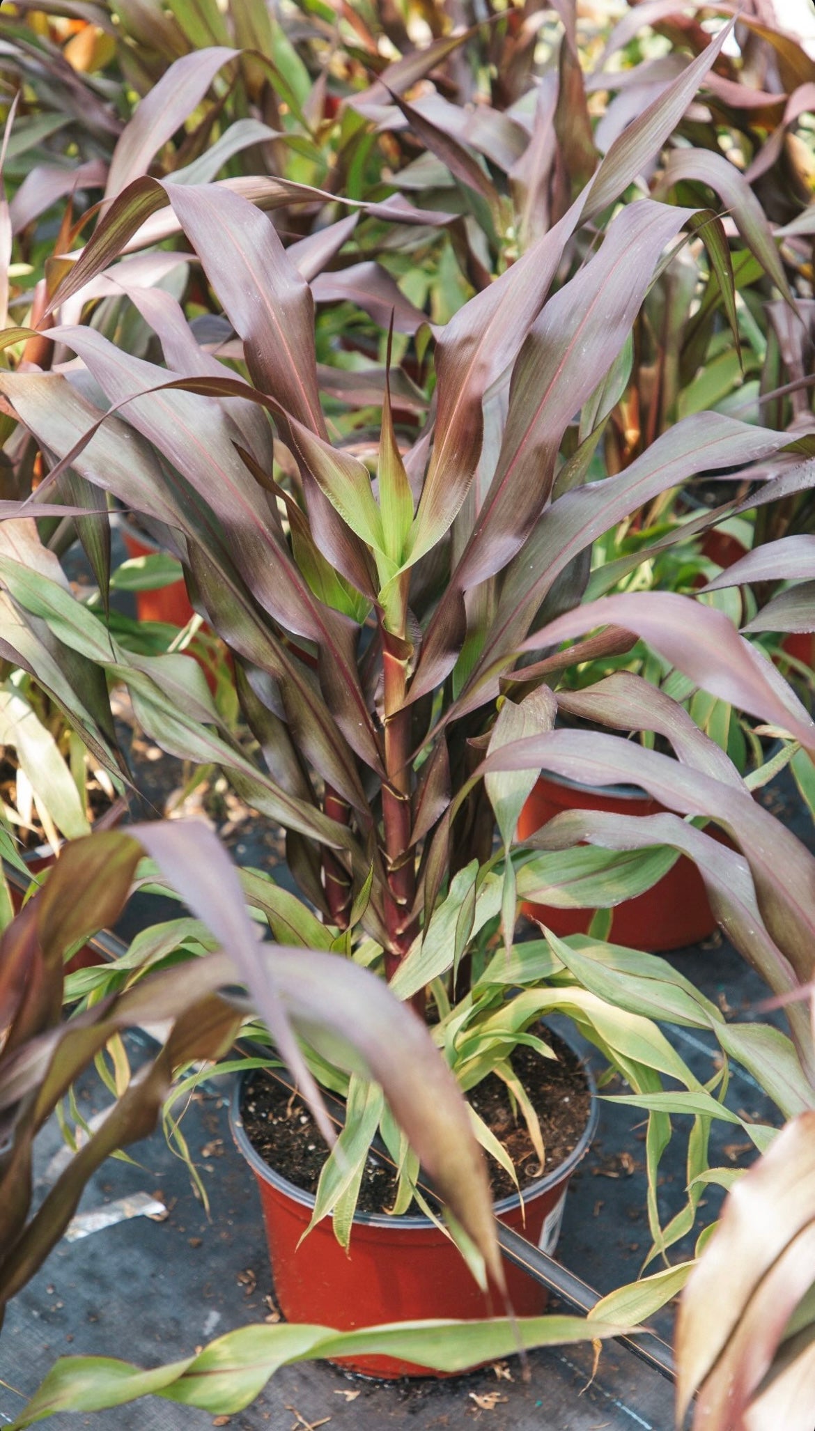 Millet, Copper Prince #9