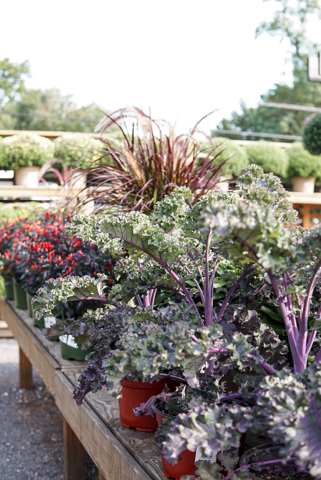 Kale, Redbor #9