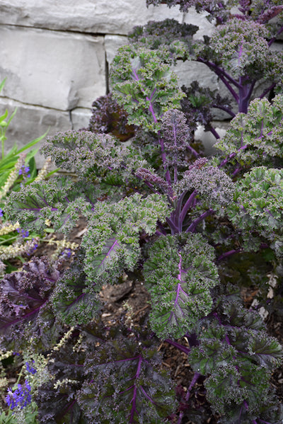 Kale, Redbor #9