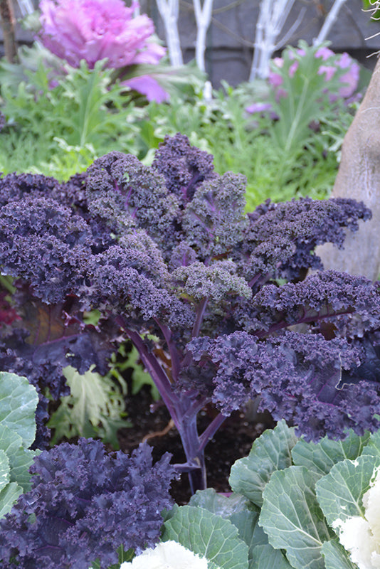 Kale, Redbor #9