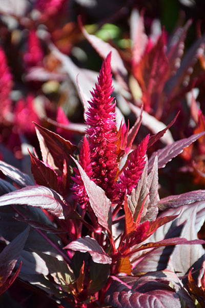 Celosia, Kelos Fire Magenta #9