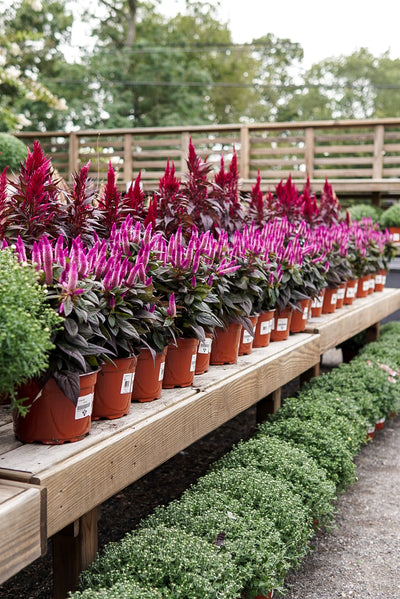 Celosia, Kelos Fire Magenta #9