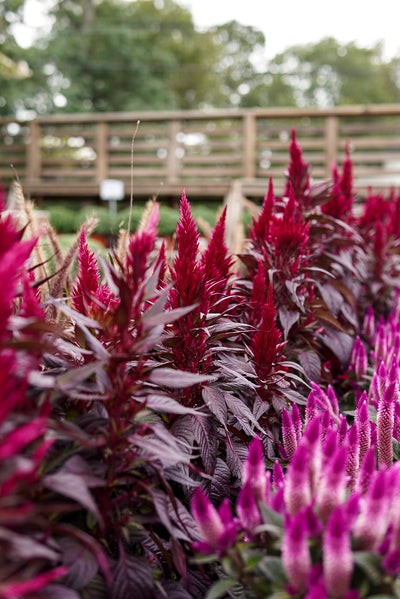 Celosia, Kelos Fire Magenta #9