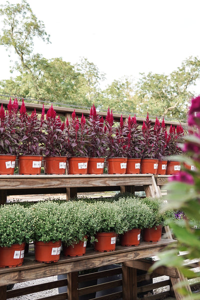 Celosia, Kelos Fire Magenta #9