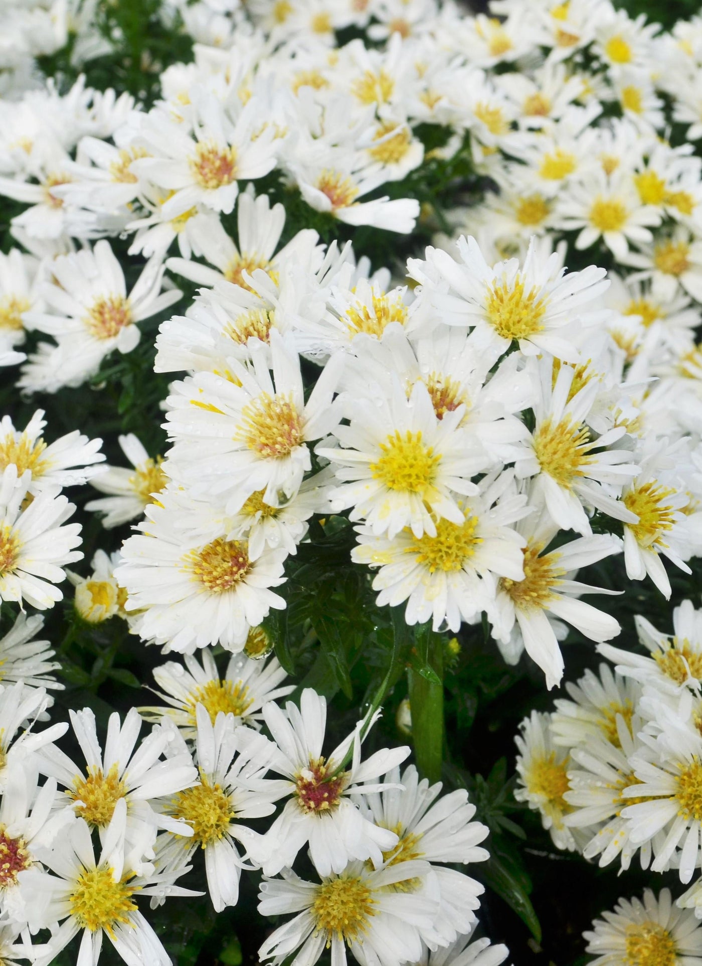 Aster White #9