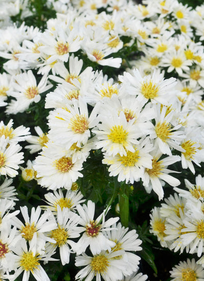 Aster White #9